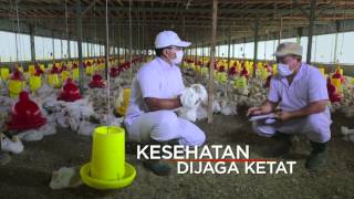 Quality, halal and affordable chicken meat at Carrefour and Transmart