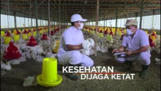 Daging ayam yang berkualitas, halal dan harga terjangkau di Carrefour dan Transmart