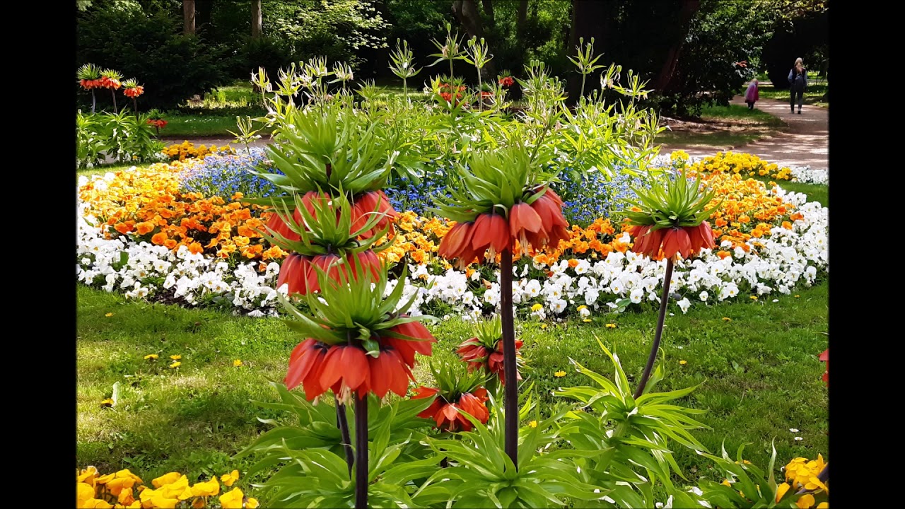 "Maiabend" von Wilhelm Raabe