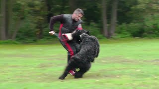 Чемпионат НКП видео Черный Терьер или Собака Сталина