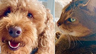 Miniature Poodle DOG AND CAT TOGETHER IN BED *they are SO different LOL*