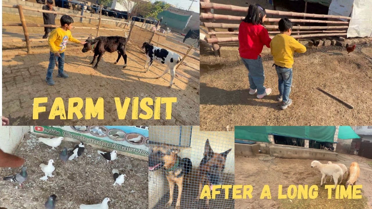 Arham aur irha Farm  Par Aye🐄🐥🐕| Farm