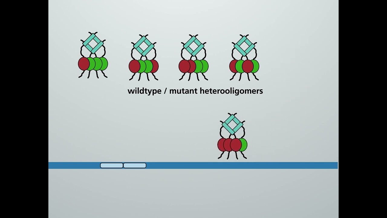 Molecular action of p53 in carcinogenesis HD