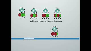 Molecular action of p53 in carcinogenesis HD