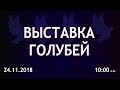 24.11.2018. Кременчуг. Выставка голубей. Прямая трансляция