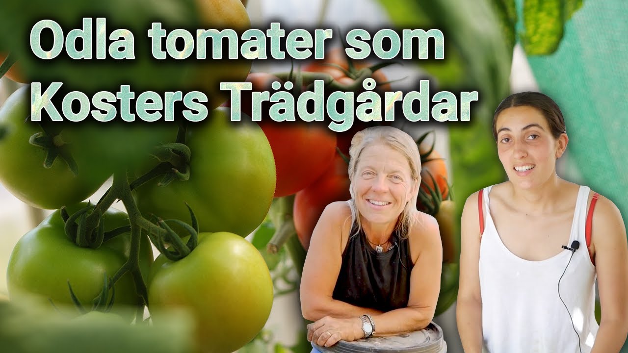 Odla tomater som på Kosters Trädgårdar