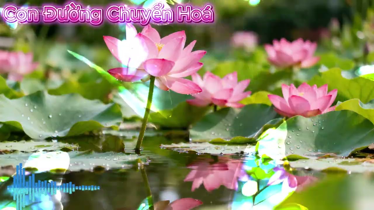 NHẠC PHẬT ;CUỘC ĐỜI NHƯ CÁNH HOA SEN