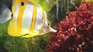 Marine Life Under Sea | marine drive patna | Unique Fishes | Marine Animals for kids