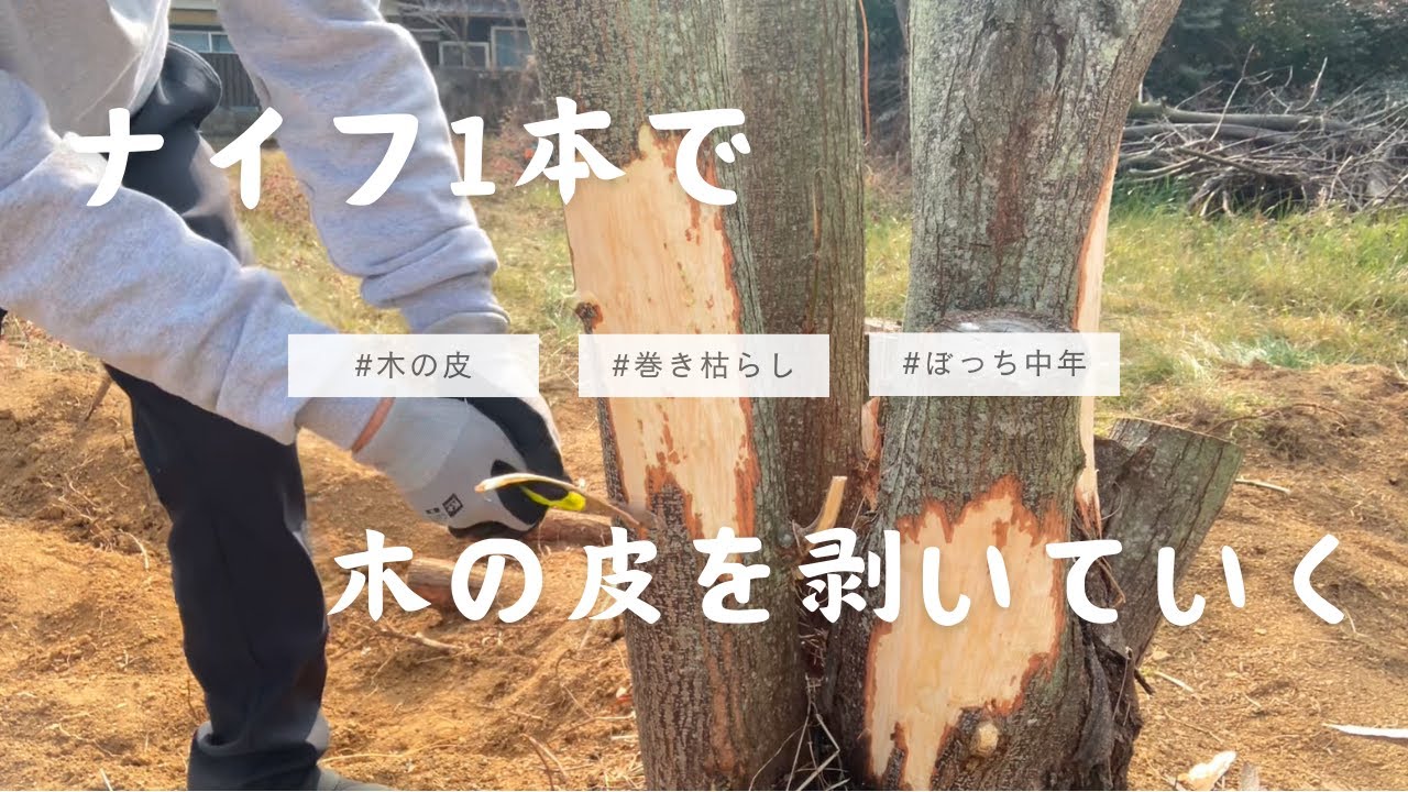 畑作りのために木を枯らす！ナイフで皮むき作戦やってみた。【巻き枯らし】【DAY3】