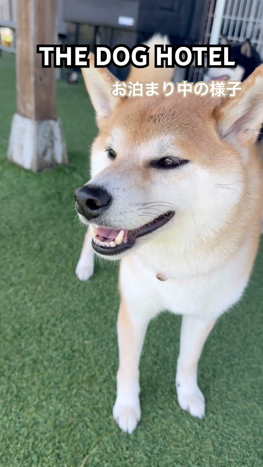 2026/05/10 THE DOG HOTEL きなこちゃん - YouTube