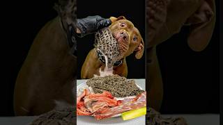 瞬き禁止‼︎秒でごはんを完食するピットブルw