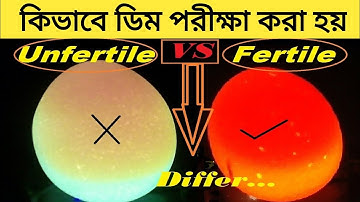 How to check if an egg is Fertile or Infertile || Candle Light Test For Fertile And infertile Eggs