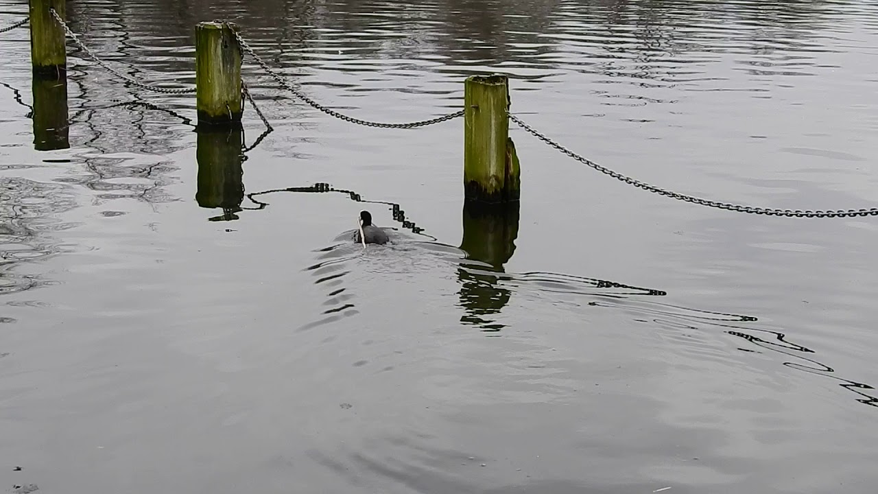 Coot starting nest 