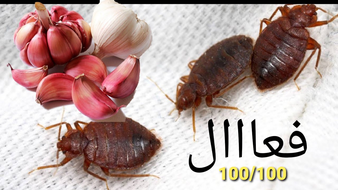 الطريقة الصحيحة للقضاء على #الفاش #الطيور