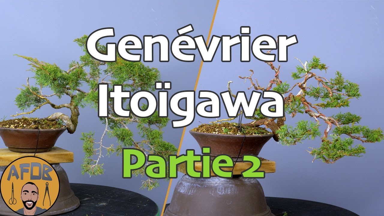 Mise en forme d'un GENÉVRIER ITOÏGAWA en SEMI-CASCADE (Partie 2) 🌳AFDB🌳