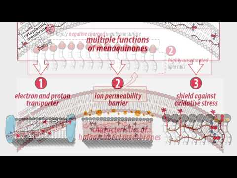 Important roles for membrane lipids in haloarchaeal bioenergetics