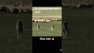 #kangal #animals #shortvideo #keşfet #shirts #dog #shorts #1million #youtube #aboneol