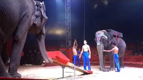 Triple Backflip on an elephant with help of another elephant 😧😧🐘   Courtesy of @kevinlaplagne ✨