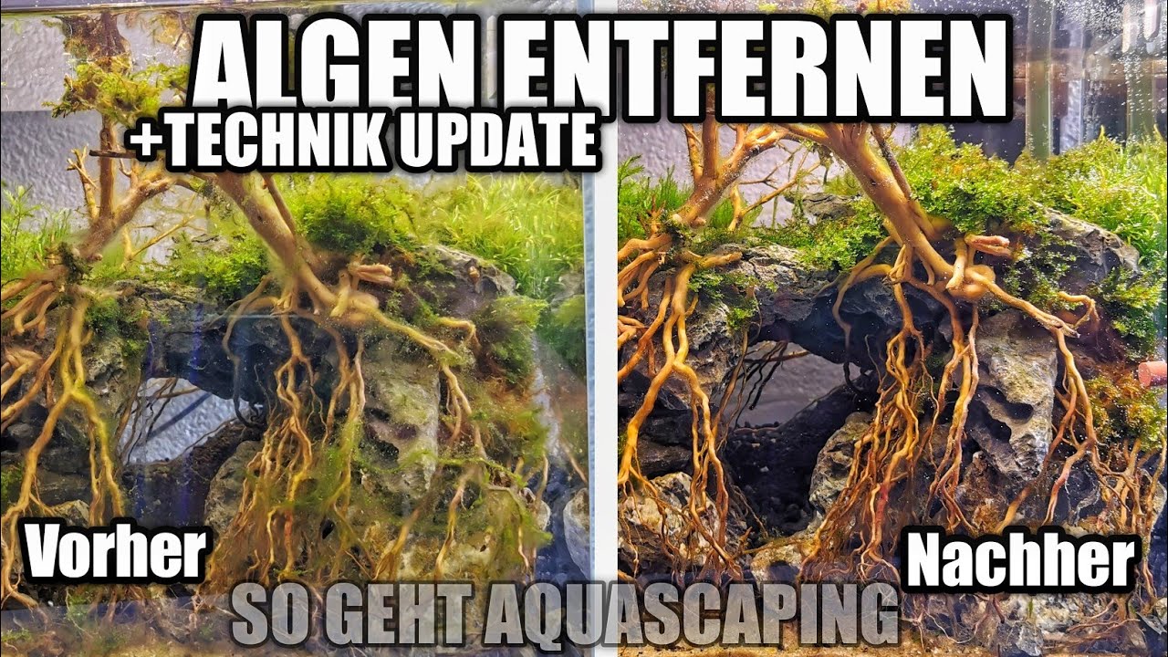 Algen in Einlaufphase entfernen / vorbeugen - Gut & günstige Technik | Sascha Hoyer