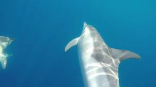 Delfini comuni-common dolphin Ischia 2016 by Oceanomare Delphis 2,236 views 7 years ago 27 seconds