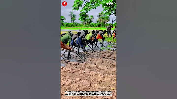 Innovative Agricultural Shovel Tool for Traditional Muddy Soil Cultivation #smartfarming