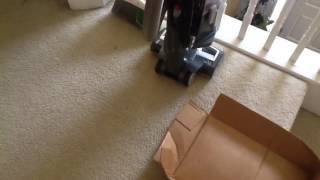 Cat slides down on stairs with card board lid by LightEntity X 80 views 7 years ago 51 seconds
