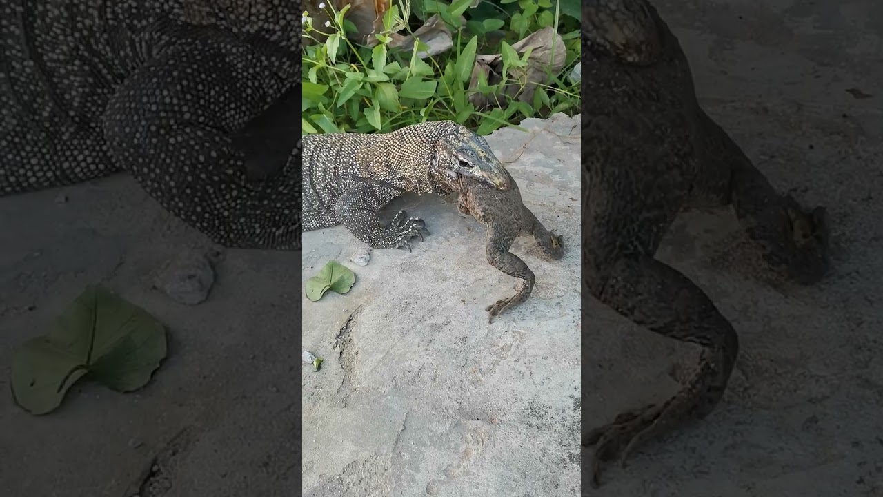 Giant Monitor Lizard Tries to Swallow A Big Asian Bullfrog.
