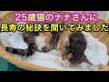 【犬猫の長生きの秘訣】長寿の犬猫と飼い主さんの共通点は？獣医師が考えてみる。