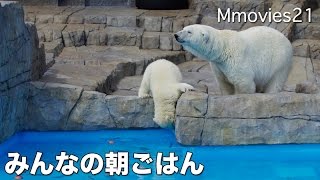 Breakfast of Polar Bear 夜の動物園　明くる朝の風景