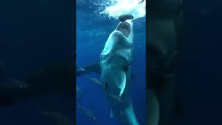 Ripple effect 🦈 #shorts #viral #viralvideo #viralshorts