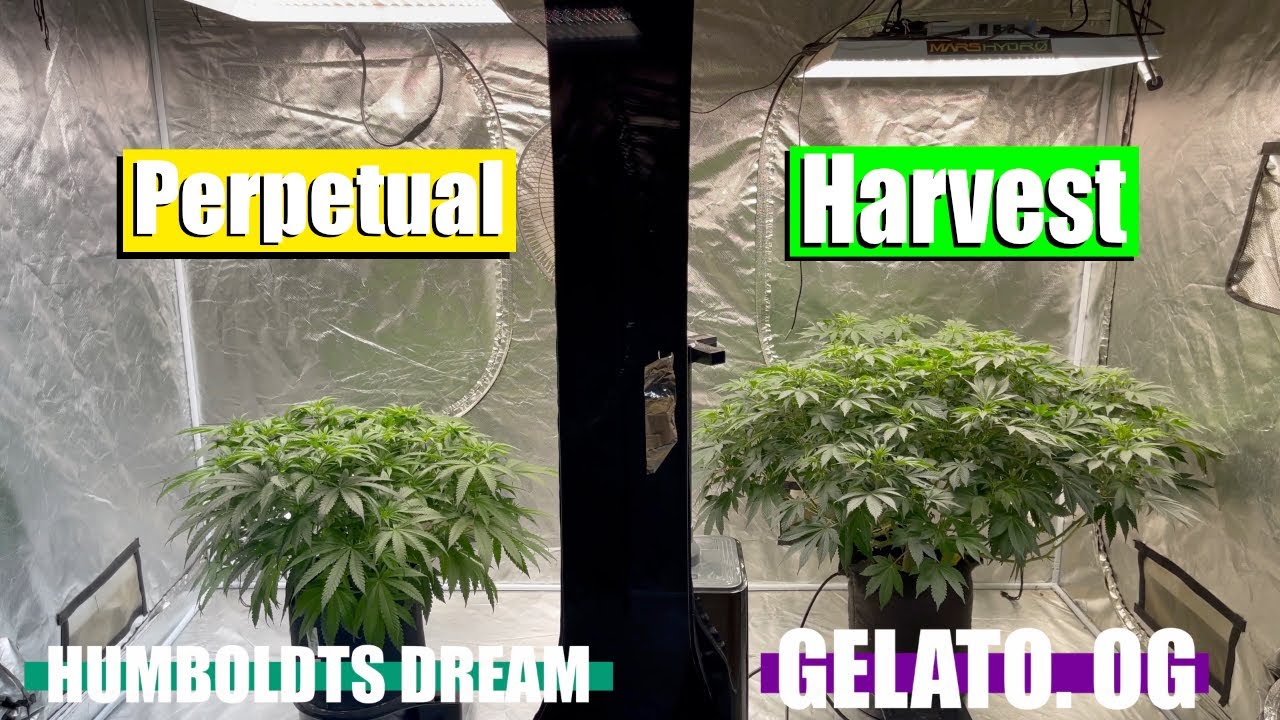 Автопоты — это СЕКРЕТ постоянного урожая!