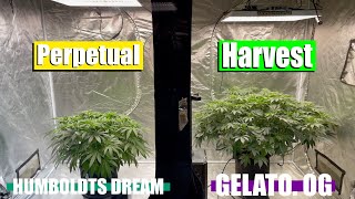 Autopots Are the SECRET to Perpetual Harvest!