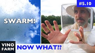 Two Ways To Deal With A Post-Swarm Hive (Beekeeping Decisions!)