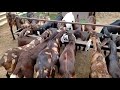 Sirohi goats male and female for sale in rajasthan sn goat farm call 9828088475