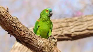 Birdhoven: Turquoise-Fronted Parrot by Baron Cosimo 115 views 1 year ago 2 minutes, 13 seconds