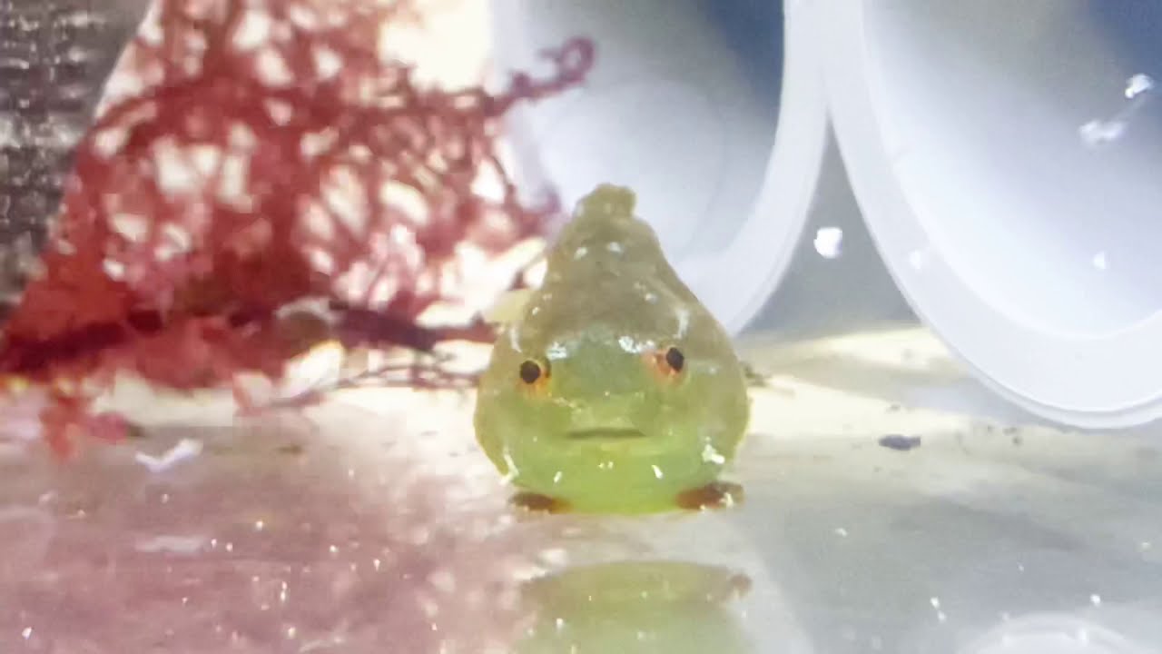 画像 可愛すぎる団子 ダンゴウオ科フウセンウオ