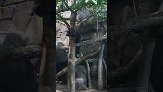 Binturongs @ The Living Planet Aquarium