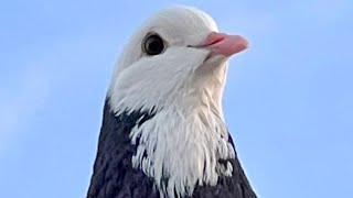 Sni̇per Erkek 2Dönüş Videosu Konyalı Ahmet Spinner Pigeons Dönek Güvercin Dönüş Dunek Donek