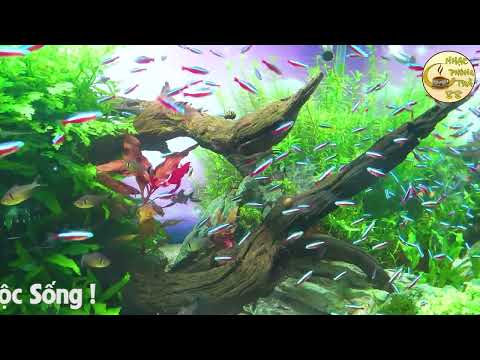 Buổi Sáng Nghe Nhạc Không Lời Lãng Mạn Con Tim   Nhạc Hòa Tấu Guitar Nghe Ở Phòng Trà, Quán Cafe #4