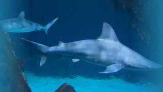 Can You Relax Watching This? 🦈 Shark ASMR (1 Hour) screenshot 5