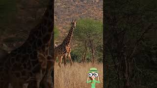 Giraffe 🦒 Jirafa