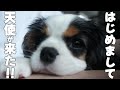 かわいい子犬をお迎えした日。新しい家族のお名前が決定しました【キャバリアキングチャールズスパニエル】