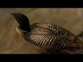 Immortal Movie Music 『 黄昏(On Golden Pond) 』 opening credits Theme Music 1981.