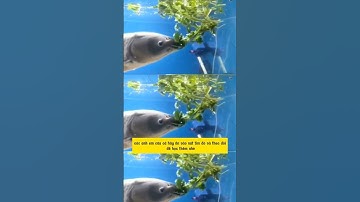 Dùng rau mùi để câu cá trắm cỏ #fishing #cauca