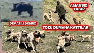 “DOMUZ ÇOBANA SALDIRDI! DUMAN VE KARABAŞ PEŞİNE DÜŞTÜ, DAĞLARDA NEFES KESEN MÜCADELE!”