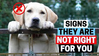 9 Signs Labrador isn't a Right Breed for You! by Labrador Care 1,673 views 10 months ago 3 minutes, 26 seconds