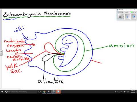 Video: Ano ang ibig mong sabihin sa Extraembryonic membrane?