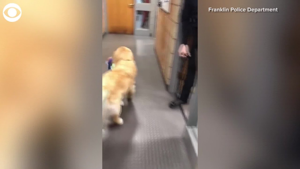 Therapy dog steals toys YouTube