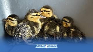 Ducklings rescued outside Gordon Food Service in Lansing
