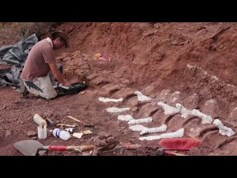 Wideo: Gdzie Znaleźć Kości Dinozaurów, Skamieliny Na Całym świecie